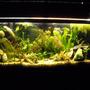 55 gallons planted tank (mostly live plants and fish) - Planted Tropical 55gal. What do you think?