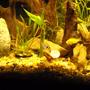 fish tank picture - Rams