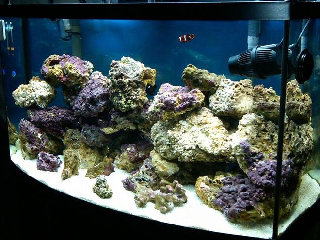 50 gallons saltwater fish tank (mostly fish, little/no live coral) - my 3 month old 50 gallon bowfront
