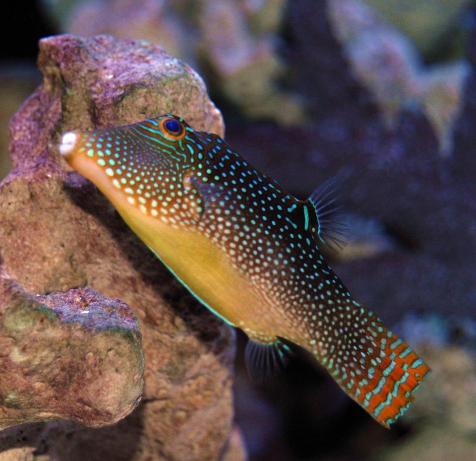 saltwater fish - canthigaster solandri - blue spotted puffer stocking in 150 gallons tank - Spotted Sharpnose Puffer