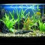 40 gallons planted tank (mostly live plants and fish) - my 40 gallon freshwater planted