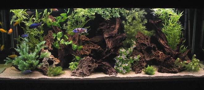 180 gallons freshwater fish tank (mostly fish and non-living decorations) - 180 Gallon Show Tank.