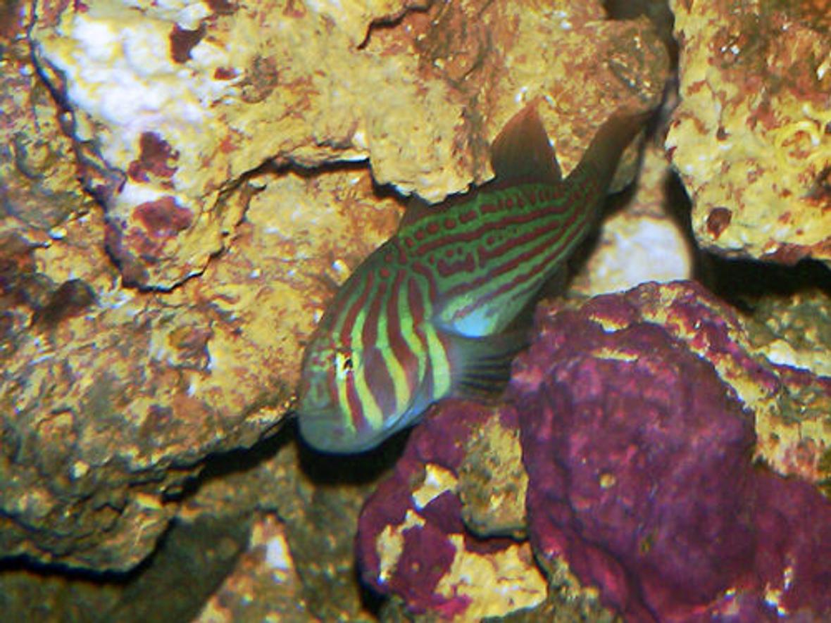 saltwater fish - gobiodon atrangulatus - clown goby, green stocking in 20 gallons tank - Green Clown Goby