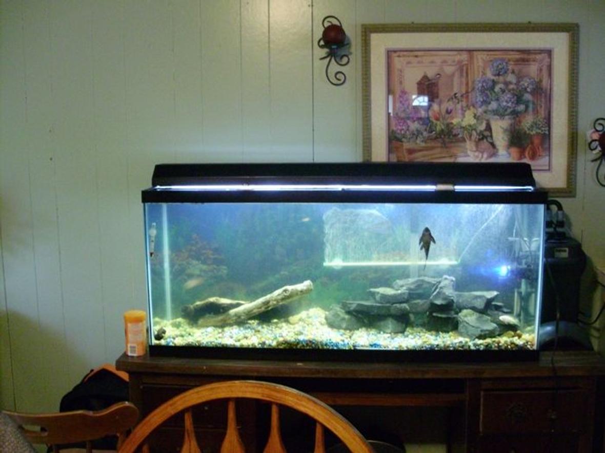 55 gallons freshwater fish tank (mostly fish and non-living decorations) - My 55g