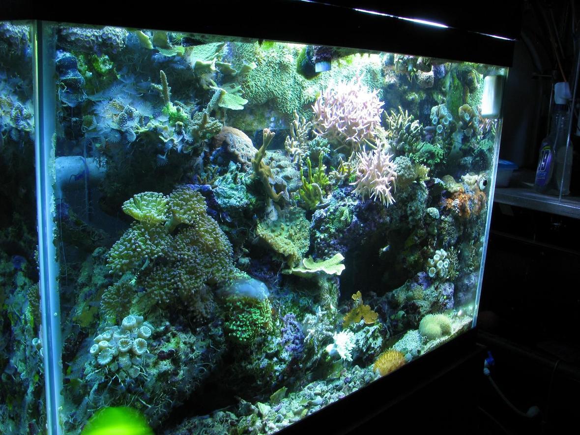 65 gallons reef tank (mostly live coral and fish) - ckoral reef