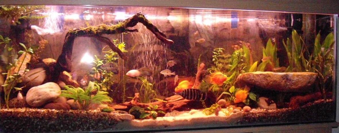 40 gallons planted tank (mostly live plants and fish) - here is my 4ft aquarium with all real plants. the wood and stones were carefully hand collected from local beaches, rivers and forrests. it has a sand path in the middle and a rock cave at the left where big jack dempsey likes to hide. my fish seem to like it hope you do too :-)