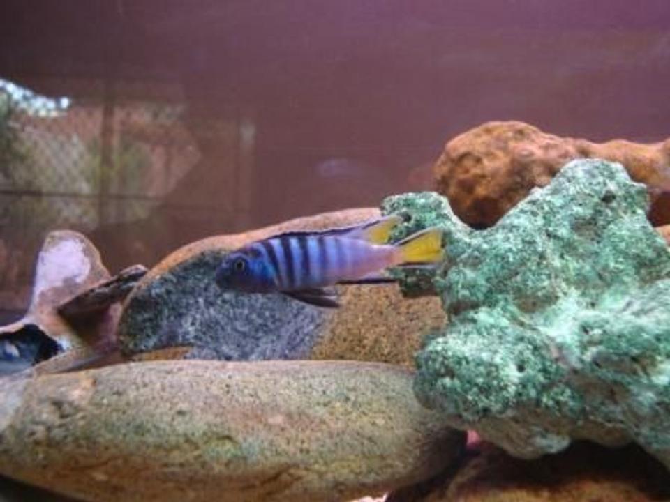 freshwater fish - pseudotropheus sp. - mpanga elongatus stocking in 78 gallons tank - 12 month old cichlid i raised
-4 foot tank