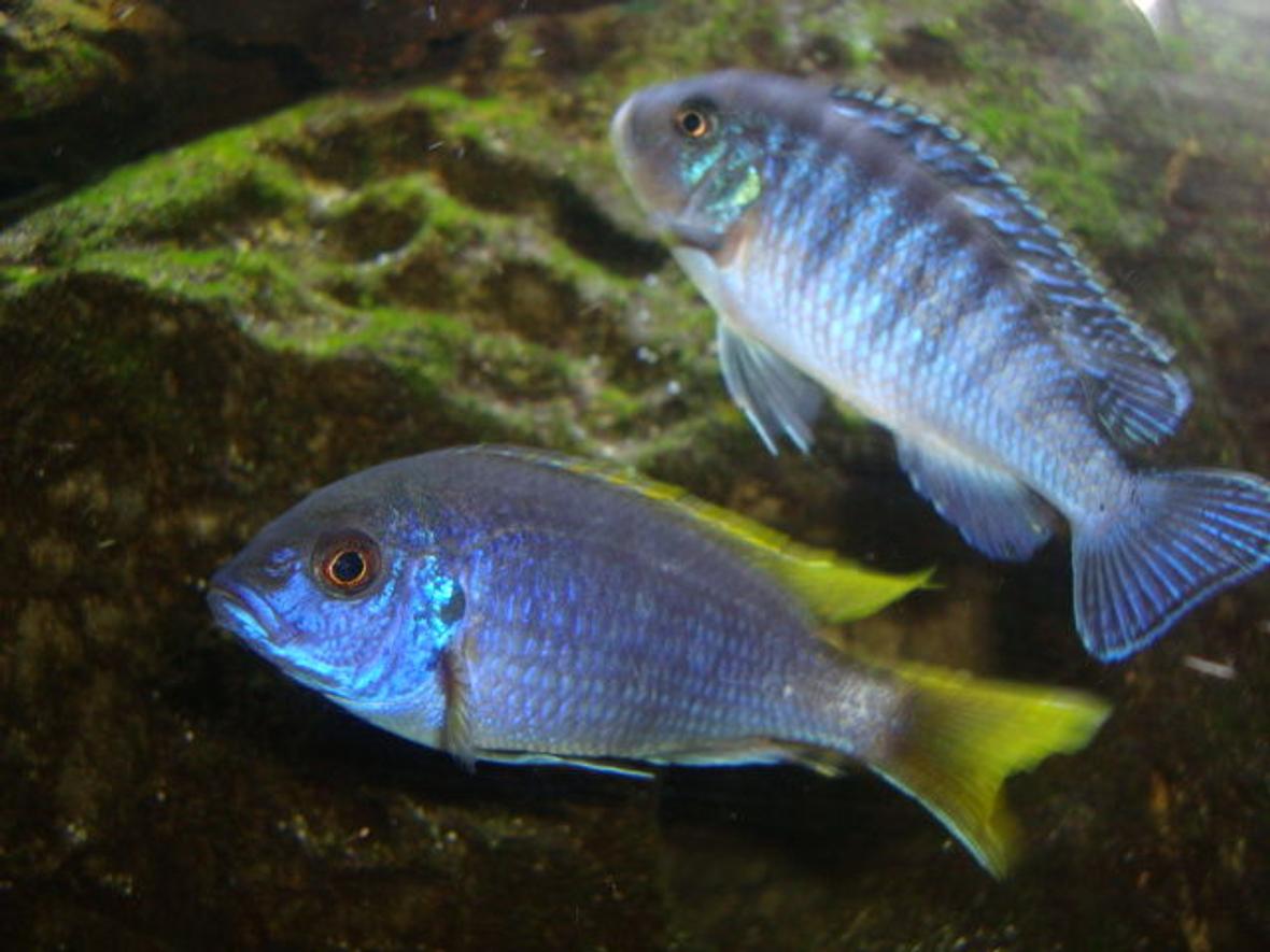 freshwater fish - pseudotropheus sp. - acei cichlid stocking in 125 gallons tank - my blue zebra and ac cichlids
