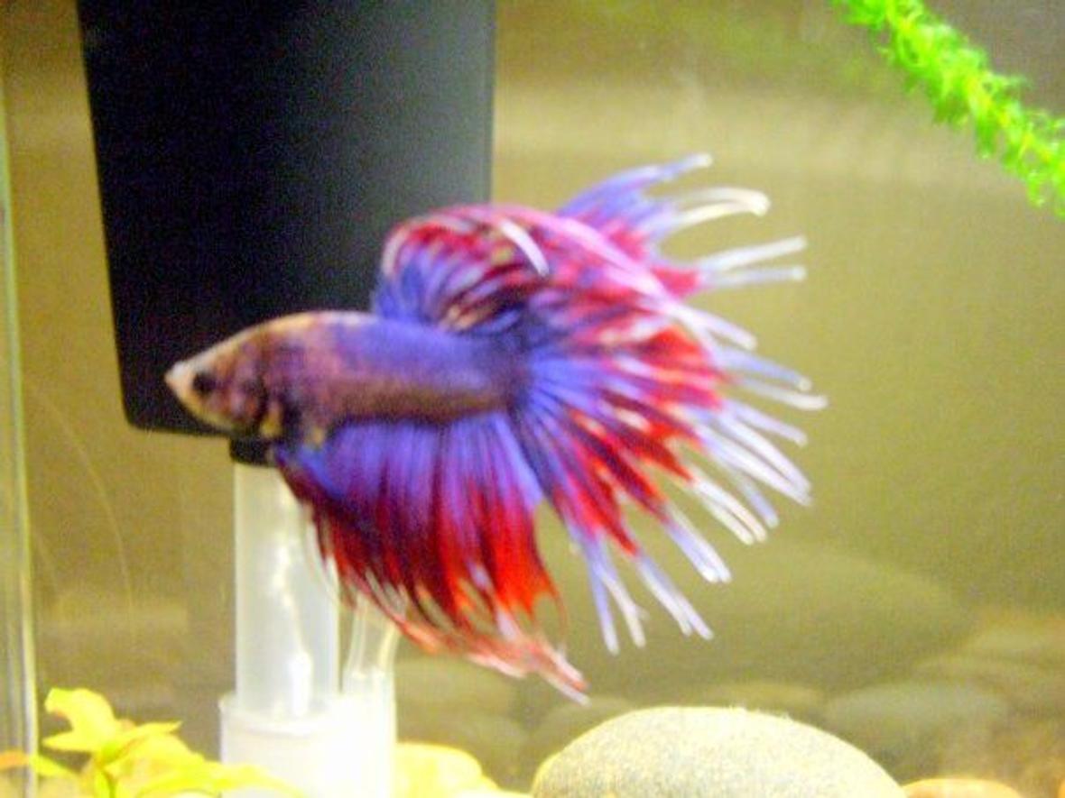freshwater fish - betta splendens - crown tail betta stocking in 5 gallons tank - Betta 3