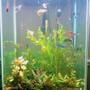 60 gallons planted tank (mostly live plants and fish) - 40 gal tall fully planted tank 2 many plants to name mainly crypts, banana lilies, rolatas, etc... 5 pound compressed co2 use full fluorish line up from excel to nitrogen.. fish: 3 gouramis ( 2 oplaline 1 homey/ gold) 3 raindow sharks, 6 octocats, 6 neon tetras, 6 glass cats, 2 platies, 4 dojo loaches around 7inches each. ( 2 gold 2 regular brown) 1 dwarf pleco. and some amano shrimp.