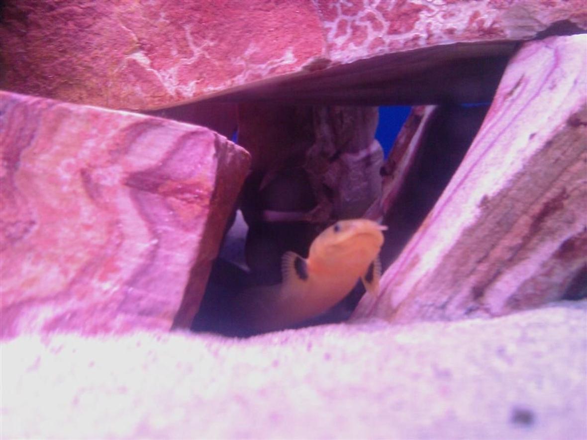 freshwater fish - erpetoichthys calabaricus - rope fish stocking in 60 gallons tank - My 11 1/2 inches rope fish Snakey he and his companion snakey Jr. currently he / she is 10 3/4inches, in there cave. they are in a 60 gal mbuna tank. yes mbuna. i no what u may be thinking but, they have bin in that tank for 2 months and the cichlids don't even notice them.