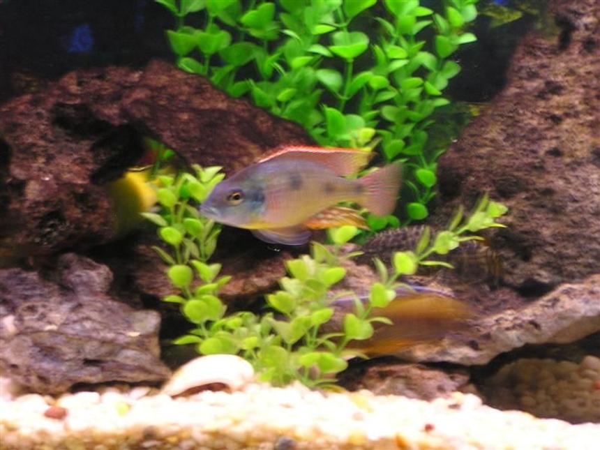 Rated #1843: Freshwater Fish Stocking In 60 Gallons Tank - Another picture of my tank
