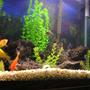 fish tank picture - A different view