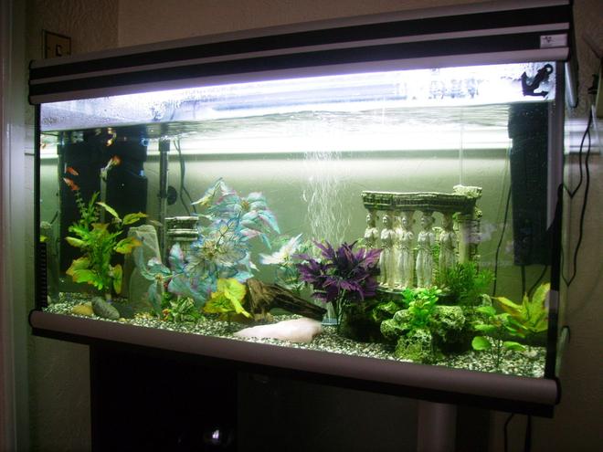 20 gallons freshwater fish tank (mostly fish and non-living decorations) - pic 2