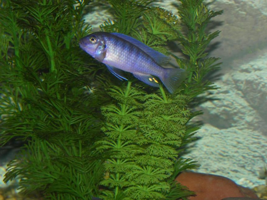 Rated #139: Freshwater Fish - Metriaclima Callainos - Cobalt Blue Zebra Cichlid Stocking In 75 Gallons Tank - One of the Blue Cichlids in my 75 gal tank