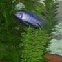 freshwater fish - metriaclima callainos - cobalt blue zebra cichlid stocking in 75 gallons tank - One of the Blue Cichlids in my 75 gal tank