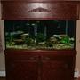 fish tank picture - My 120 (native species)