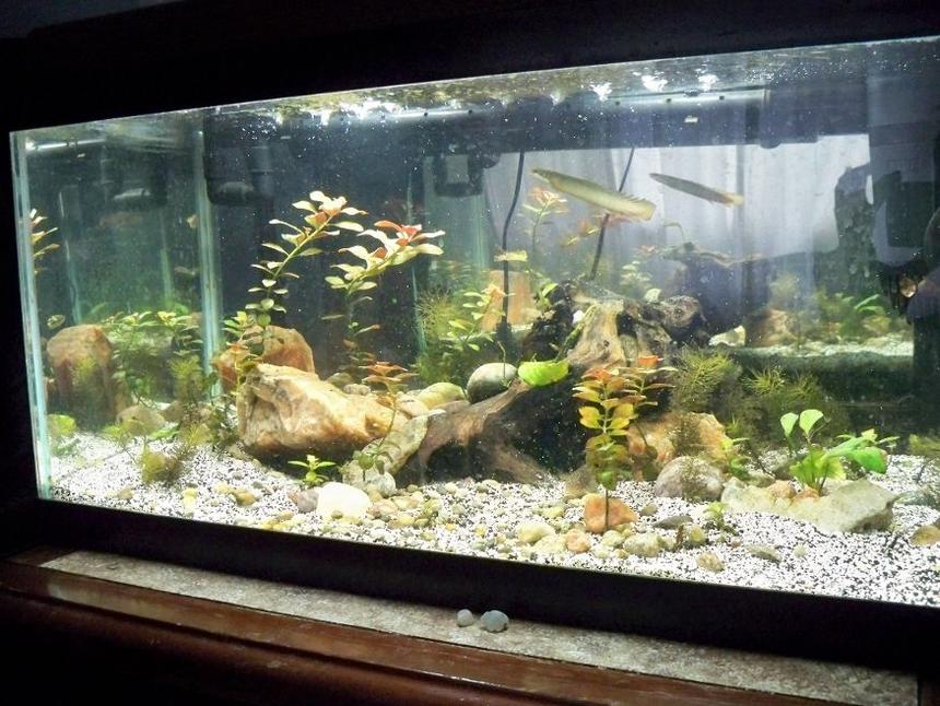 Rated #1982: 20 Gallons Planted Tank - Frontal View of Tank. Birchir can be seen looking for food/attention.