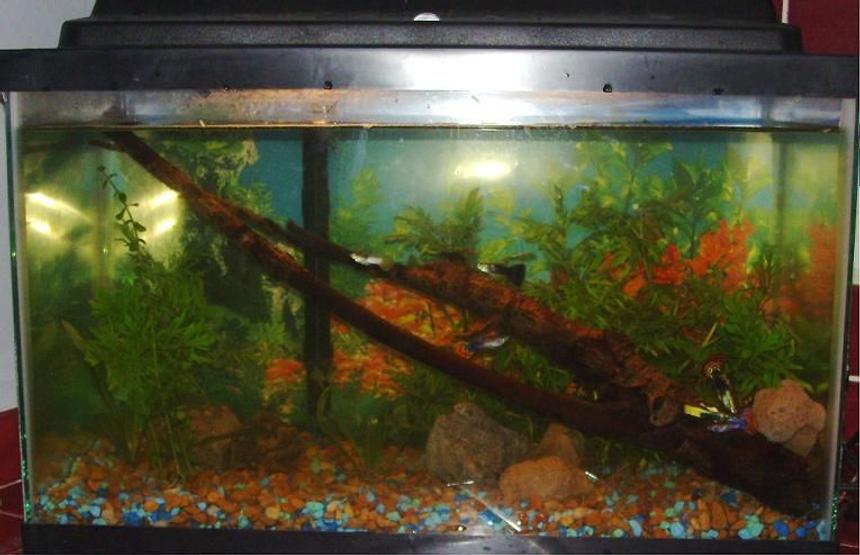 Rated #241: 10 Gallons Planted Tank - Our 10 gallon