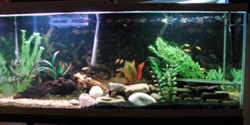 Rated #2197: 55 Gallons Freshwater Fish Tank - 55 gallon