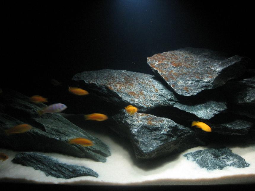 Rated #95: Freshwater Fish - Pseudotropheus Saulosi - Saulos's Mbuna Stocking In 75 Gallons Tank - pseudotropheus saulosi
