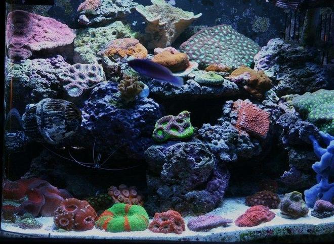 25 gallons reef tank (mostly live coral and fish) - nano