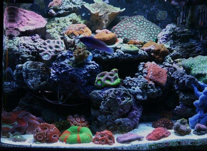 Rated #28: 25 Gallons Reef Tank - nano