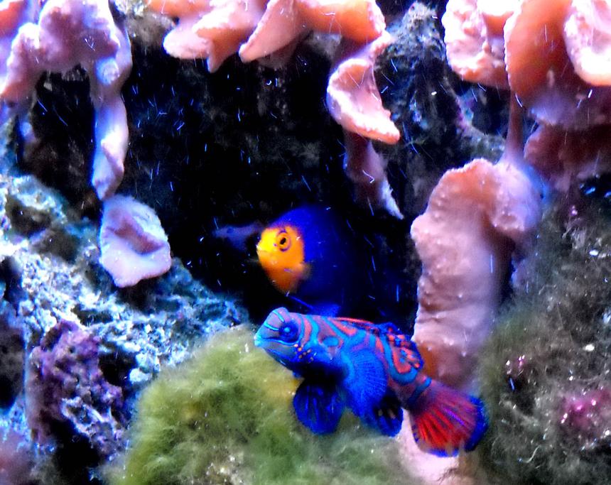 Rated #19: Saltwater Fish - Synchiropus Splendidus - Green Mandarin Stocking In 55 Gallons Tank - After the tragic, near complete wipe out of my reef tank due to the last heat wave, I decided to populate my recovering reef with small fishes.