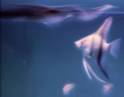 freshwater fish - pterophyllum scalare - zebra angelfish stocking in 45 gallons tank - Asiatic Knifefish, Angelfish, Kribensis