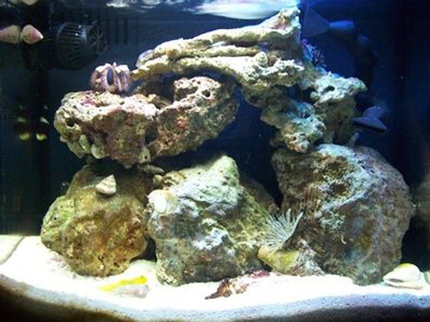 Rated #33: 20 Gallons Saltwater Fish Tank - 20 Gallon Nano Tank Updated Picture.