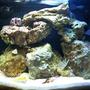 20 gallons saltwater fish tank (mostly fish, little/no live coral) - 20 Gallon Nano Tank Updated Picture.