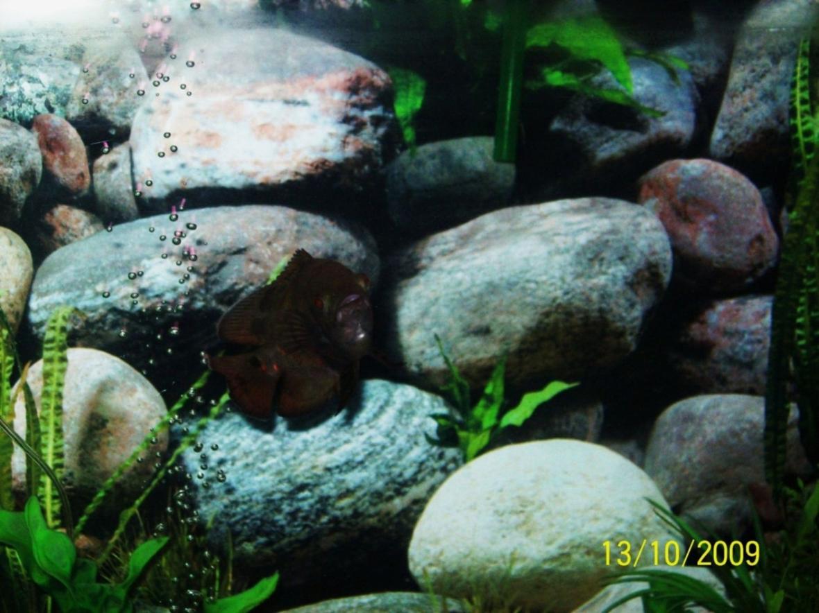freshwater fish - astronotus ocellatus - tiger oscar stocking in 55 gallons tank - My Young Tiger Oscar smiling