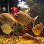 freshwater fish - metynnis argenteus - silver dollar stocking in 55 gallons tank - Silver Dollars