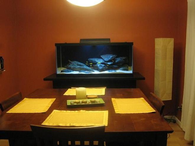 75 gallons freshwater fish tank (mostly fish and non-living decorations) - dining room entertainment