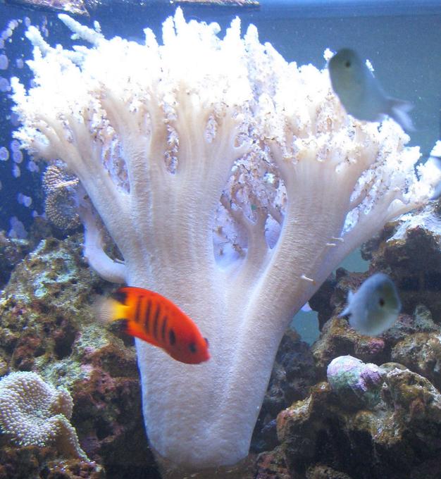 corals inverts - sinularia sp. - finger leather coral stocking in 500 gallons tank - Finger leather