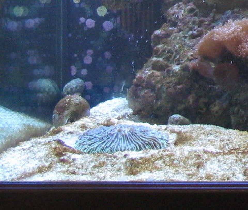 corals inverts - fungia repanda - plate coral, short tentacle stocking in 500 gallons tank - Plate Coral