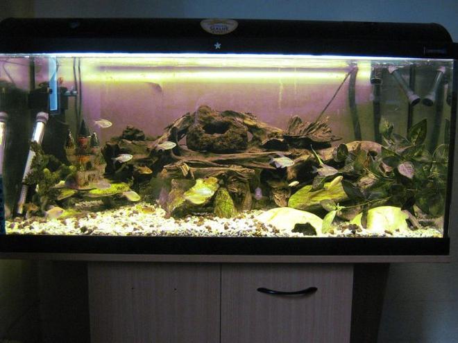 45 gallons freshwater fish tank (mostly fish and non-living decorations) - FFA Community Tank