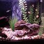 29 gallons freshwater fish tank (mostly fish and non-living decorations) - changed to a black background and rearranged the driftwood