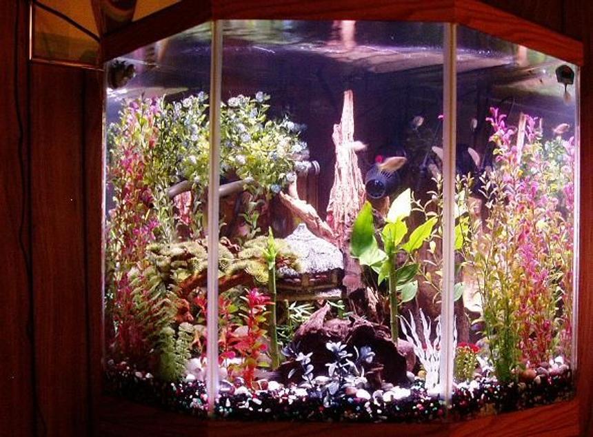 Rated #1430: 44 Gallons Freshwater Fish Tank - 44 Gallon corner pentagon tank.