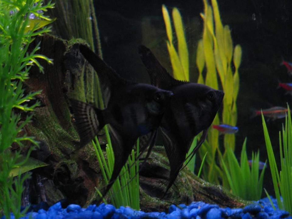freshwater fish - pterophyllum sp. - black angel stocking in 28 gallons tank - My black beauties (Angelfish).  I'm estimating that they are about 6 months old..
