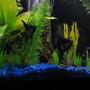 freshwater fish - pterophyllum sp. - black angel stocking in 28 gallons tank - another pic of my angelfish with school of tetras in the background