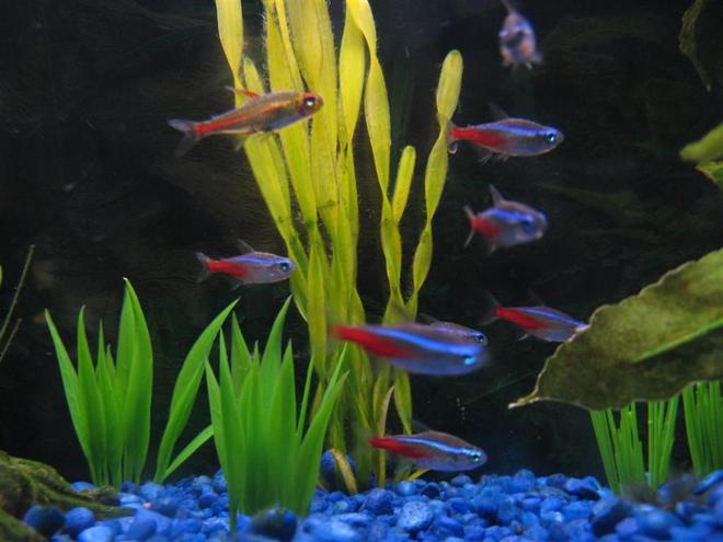 freshwater fish - paracheirodon innesi - neon tetra jumbo stocking in 28 gallons tank - My School of tetras, down to one Glow-Lite, one Green neon,  and the rest are neons.