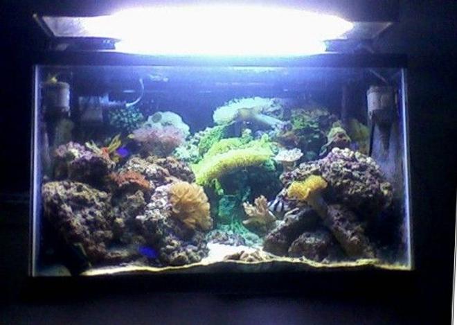 29 gallons reef tank (mostly live coral and fish) - 29 gallon reef tank.    Have 4 power heads turning each turning over 150 gallons per hour.   130W Coralife power compact hood.  Currently keeping damselfish, a sand-sifting sea star,    blue-legged hermit crabs, brown disc anemones, 2 mushroom toadstool leathers, one finger leather, clove polyps, star polyps, zoanthids, pulsing xenias, and an open brain coral.