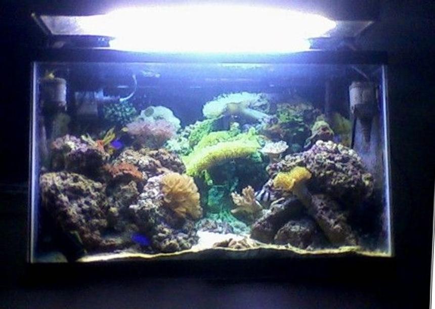 Rated #94: 29 Gallons Reef Tank - 29 gallon reef tank.    Have 4 power heads turning each turning over 150 gallons per hour.   130W Coralife power compact hood.  Currently keeping damselfish, a sand-sifting sea star,    blue-legged hermit crabs, brown disc anemones, 2 mushroom toadstool leathers, one finger leather, clove polyps, star polyps, zoanthids, pulsing xenias, and an open brain coral.