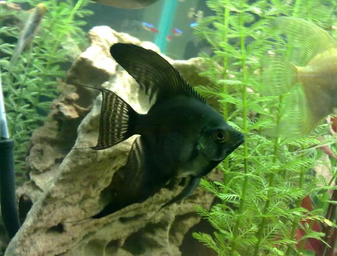 freshwater fish - pterophyllum sp. - black angel stocking in 30 gallons tank - My black angel fish. Around 8-10months old