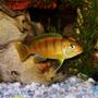 freshwater fish - metriaclima lombardoi - kenyi cichlid stocking in 55 gallons tank - my barely old enough to be sporting male yellow, african kenya. (they are  blue with black stripes as babies. Males turn yellow when they get older.) Very cool fish.