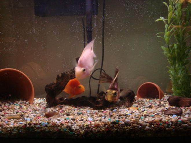 freshwater fish - heros severus x amphilophus citrinellum - blood parrot stocking in 26 gallons tank - Blood Parrot Cichlid