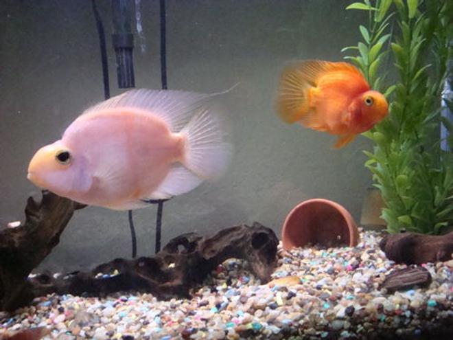freshwater fish - heros severus x amphilophus citrinellum - blood parrot stocking in 26 gallons tank - Blood Parrot Cichlid