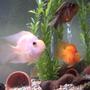 freshwater fish - heros severus x amphilophus citrinellum - blood parrot stocking in 26 gallons tank - Blood Parrot Cichlid