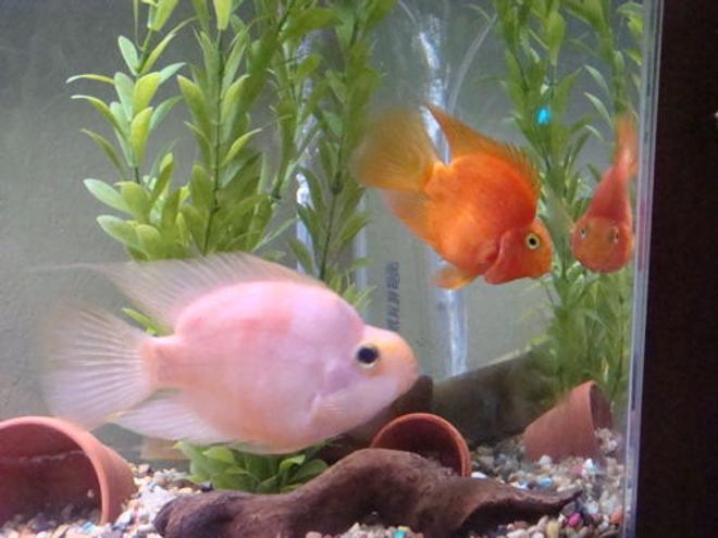 freshwater fish - heros severus x amphilophus citrinellum - blood parrot stocking in 26 gallons tank - Blood Parrot Cichlid